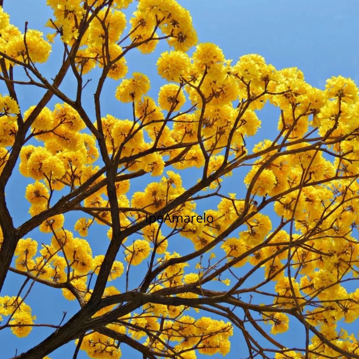 Muda de Ipê Amarelo O Símbolo da Beleza Brasileira! - Imagem 3