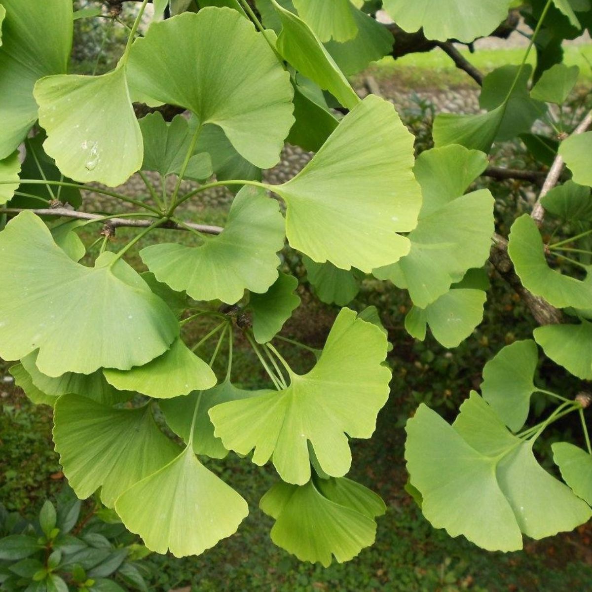 Muda de Ginkgo Biloba: A Árvore Milenar com Folhas Únicas! - Imagem 4