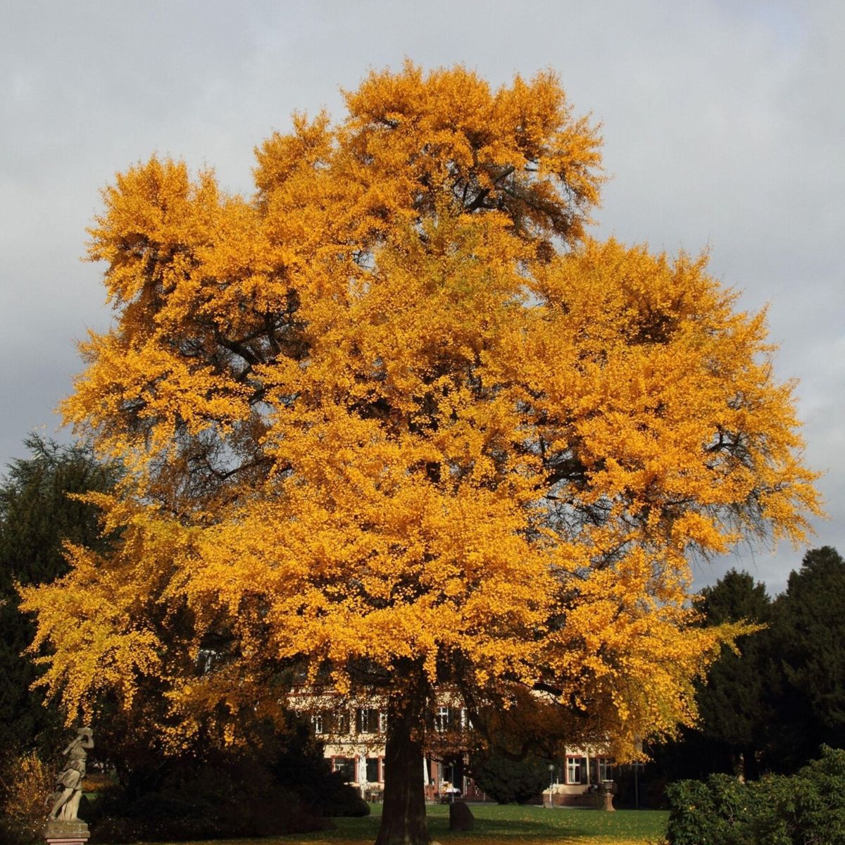 Muda de Ginkgo Biloba: A Árvore Milenar com Folhas Únicas! - Imagem 3