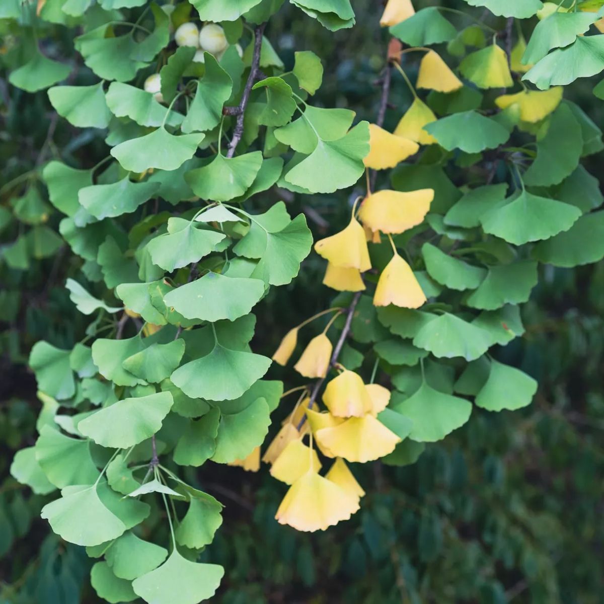 Muda de Ginkgo Biloba: A Árvore Milenar com Folhas Únicas! - Imagem 6