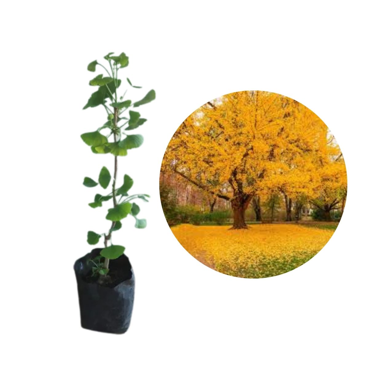 Muda de Ginkgo Biloba: A Árvore Milenar com Folhas Únicas!
