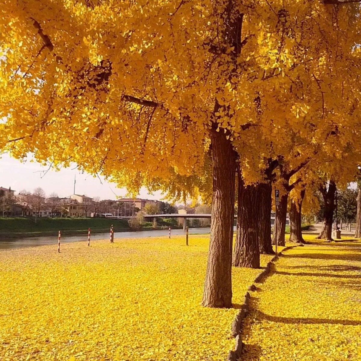 Muda de Ginkgo Biloba: A Árvore Milenar com Folhas Únicas! - Imagem 2