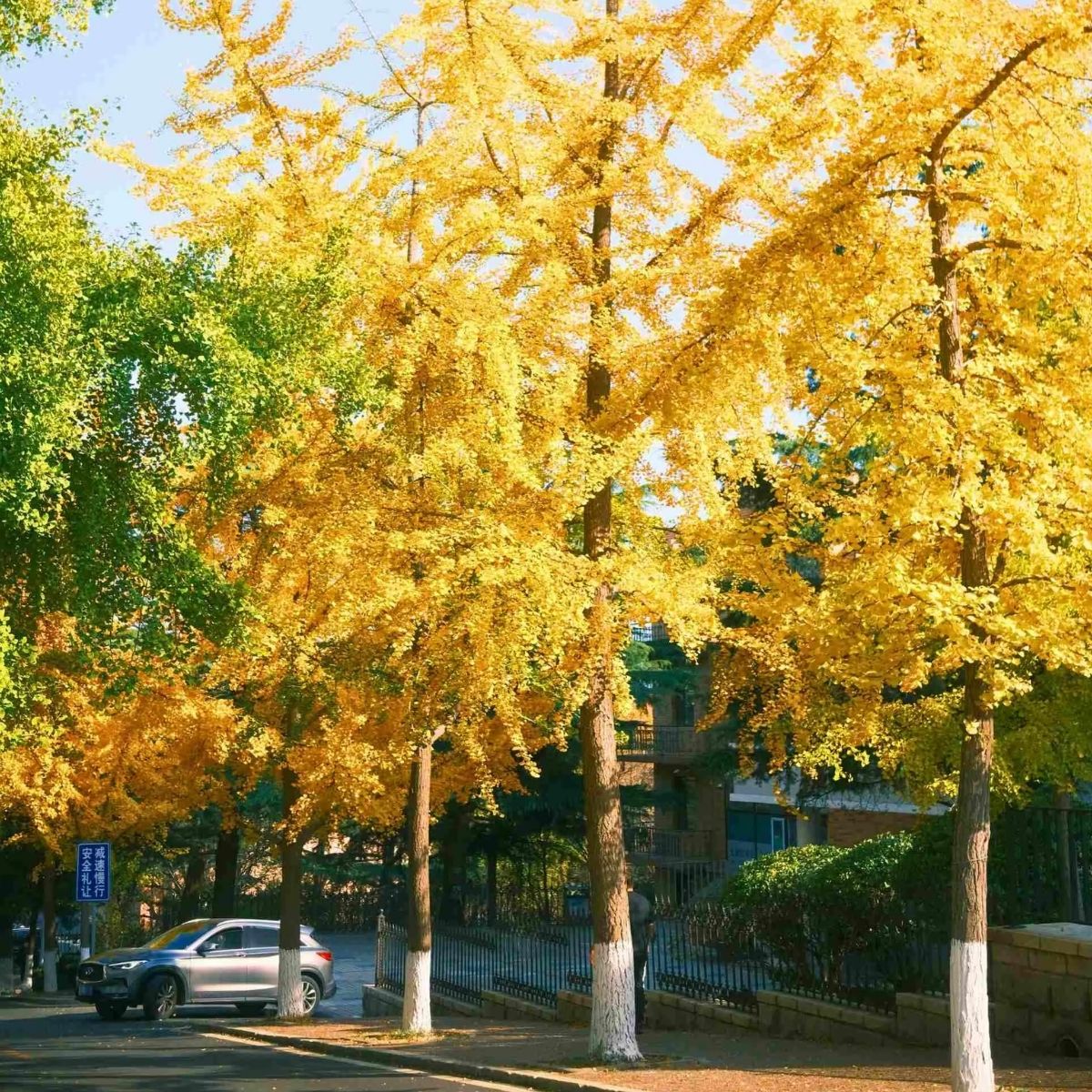Muda de Ginkgo Biloba: A Árvore Milenar com Folhas Únicas! - Imagem 5