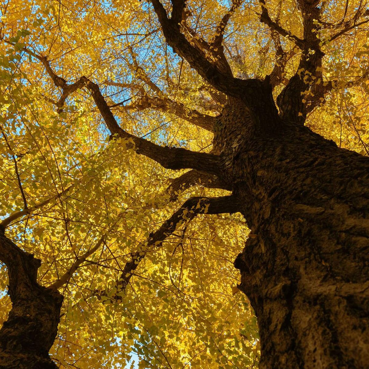 Muda de Ginkgo Biloba: A Árvore Milenar com Folhas Únicas! - Imagem 8