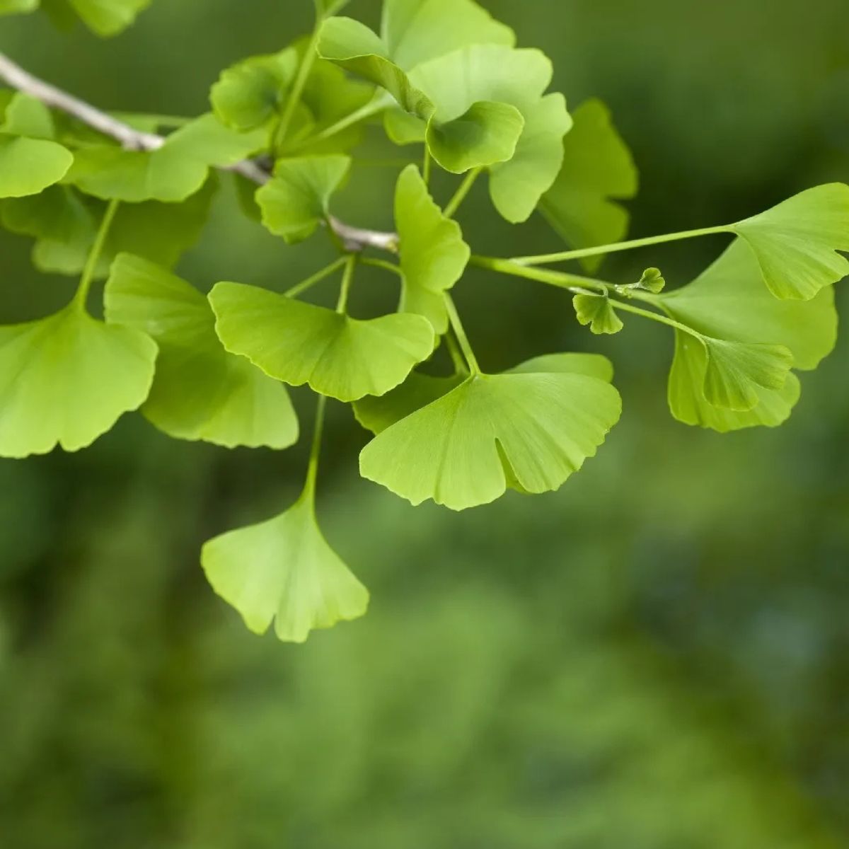 Muda de Ginkgo Biloba: A Árvore Milenar com Folhas Únicas! - Imagem 7