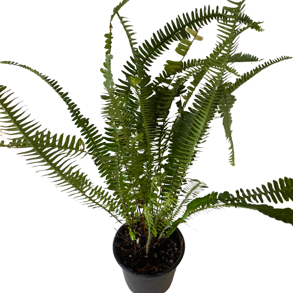 5 Vasos Samambaia Paulista Nephrolepis pectinata Pote 15 - Imagem 3