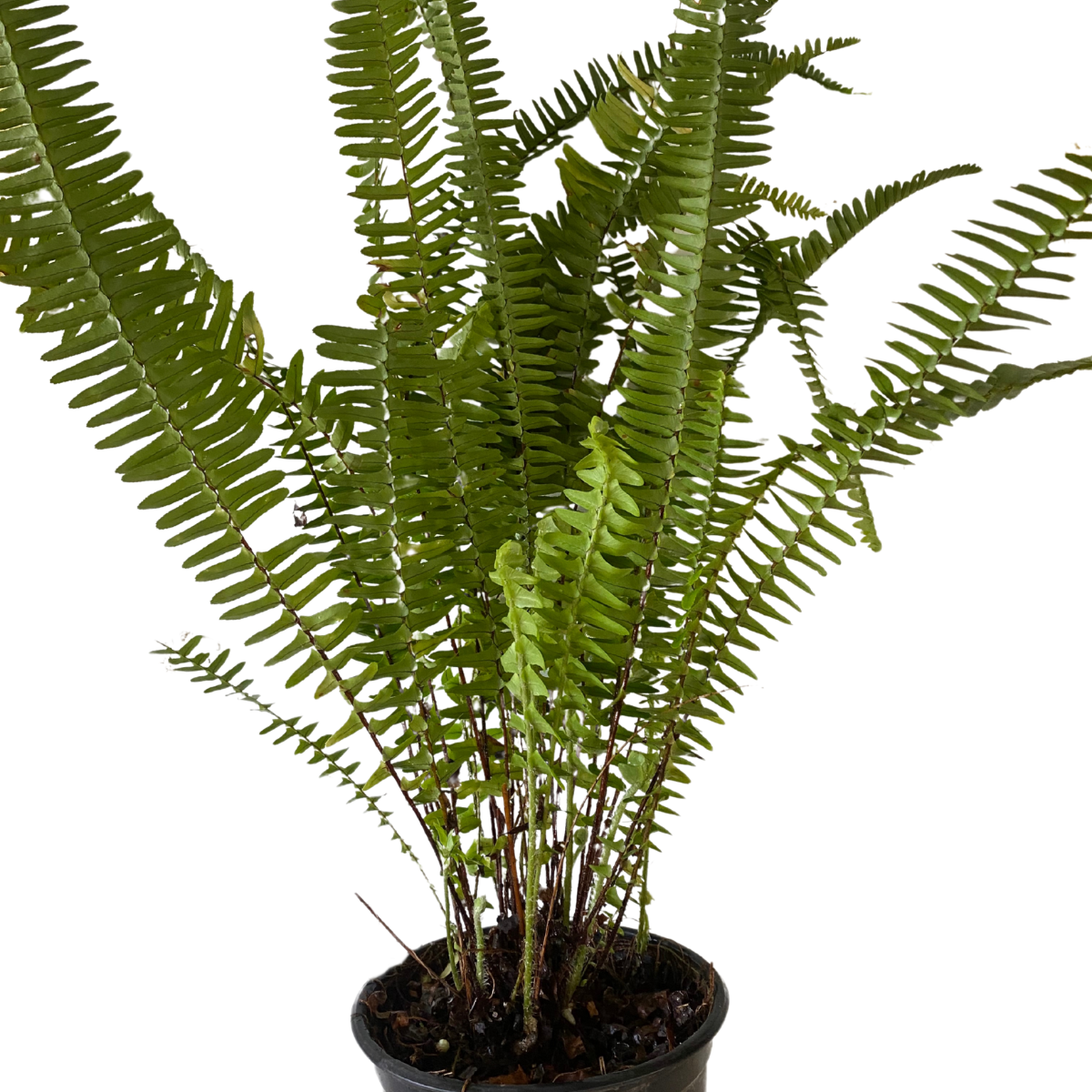 5 Vasos Samambaia Paulista Nephrolepis pectinata Pote 15 - Imagem 4