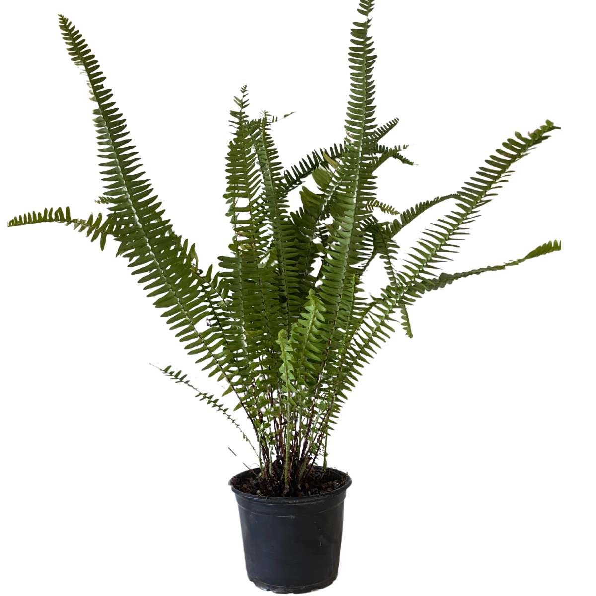 5 Vasos Samambaia Paulista Nephrolepis pectinata Pote 15 - Imagem 2
