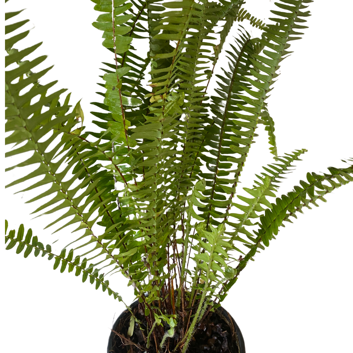 5 Vasos Samambaia Paulista Nephrolepis pectinata Pote 15 - Imagem 5