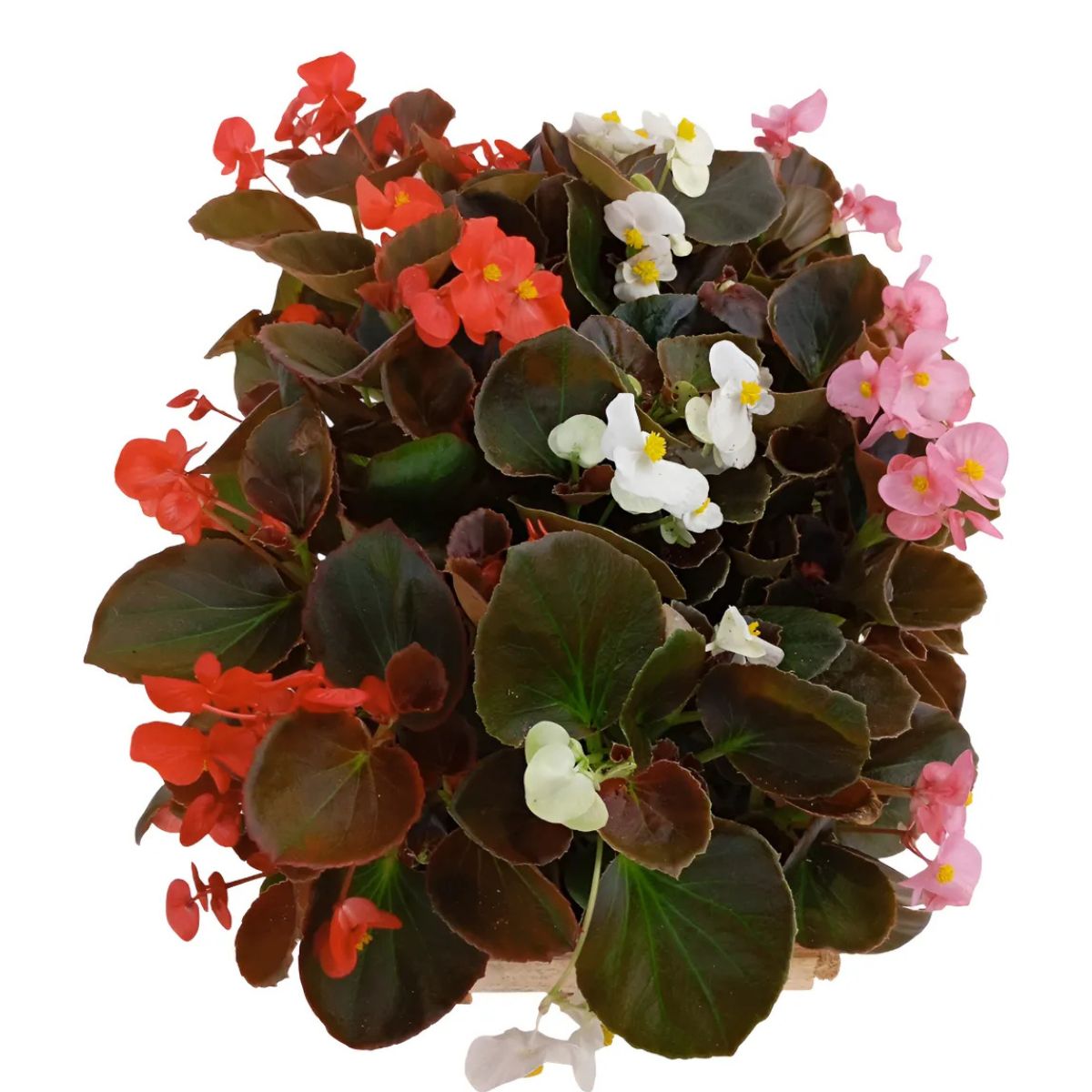 Begonia Cerosa - Folha Bronze - Cores Sortidas no Saquinho - Imagem 2