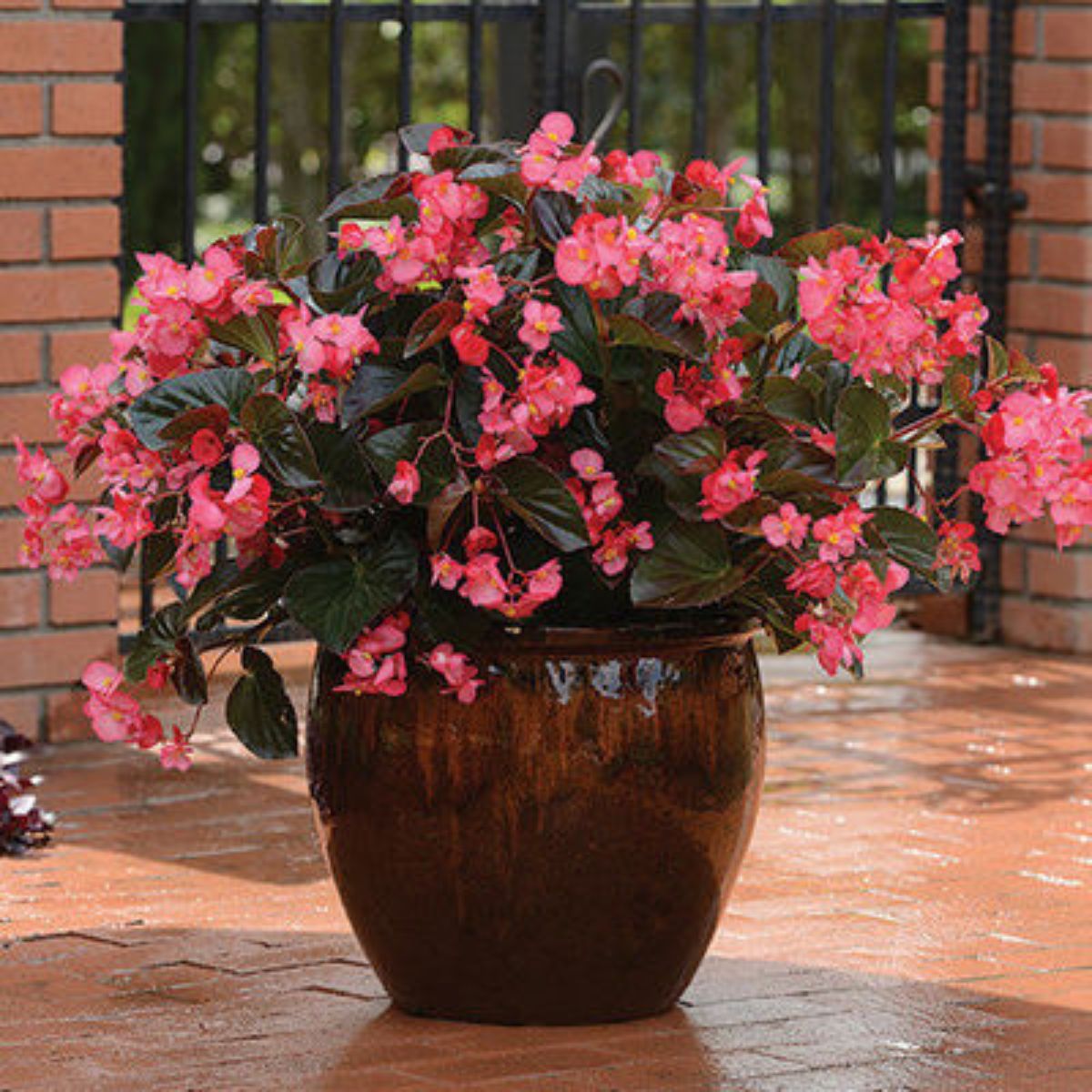 5 Mudas Begonia Cerosa - Folha Bronze - Cores Sortidas - Imagem 5