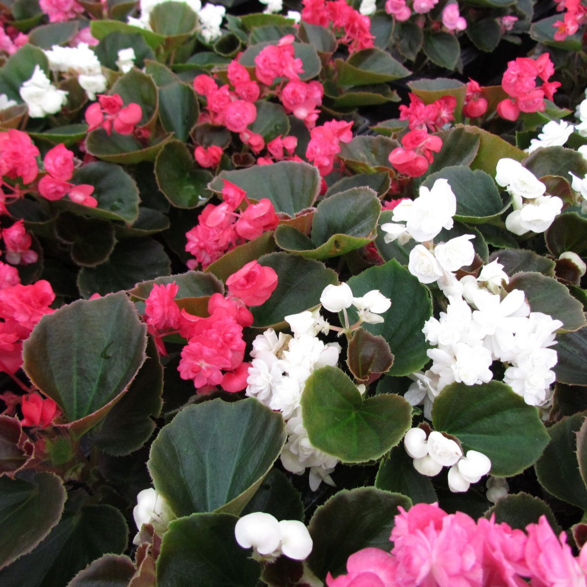 5 Mudas Begonia Cerosa - Folha Bronze - Cores Sortidas - Imagem 8