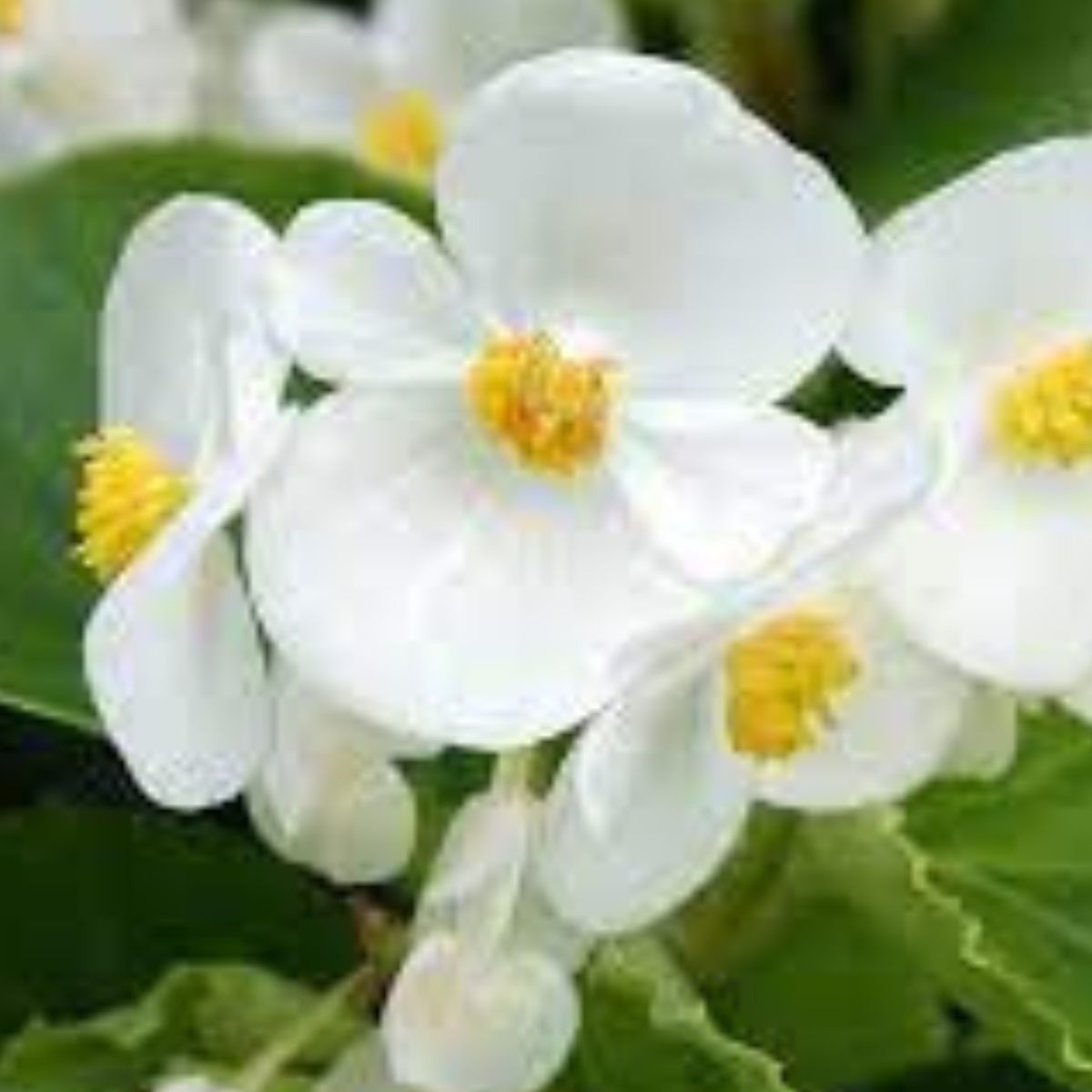5 Mudas Begonia Cerosa - Folha Bronze - Cores Sortidas - Imagem 9
