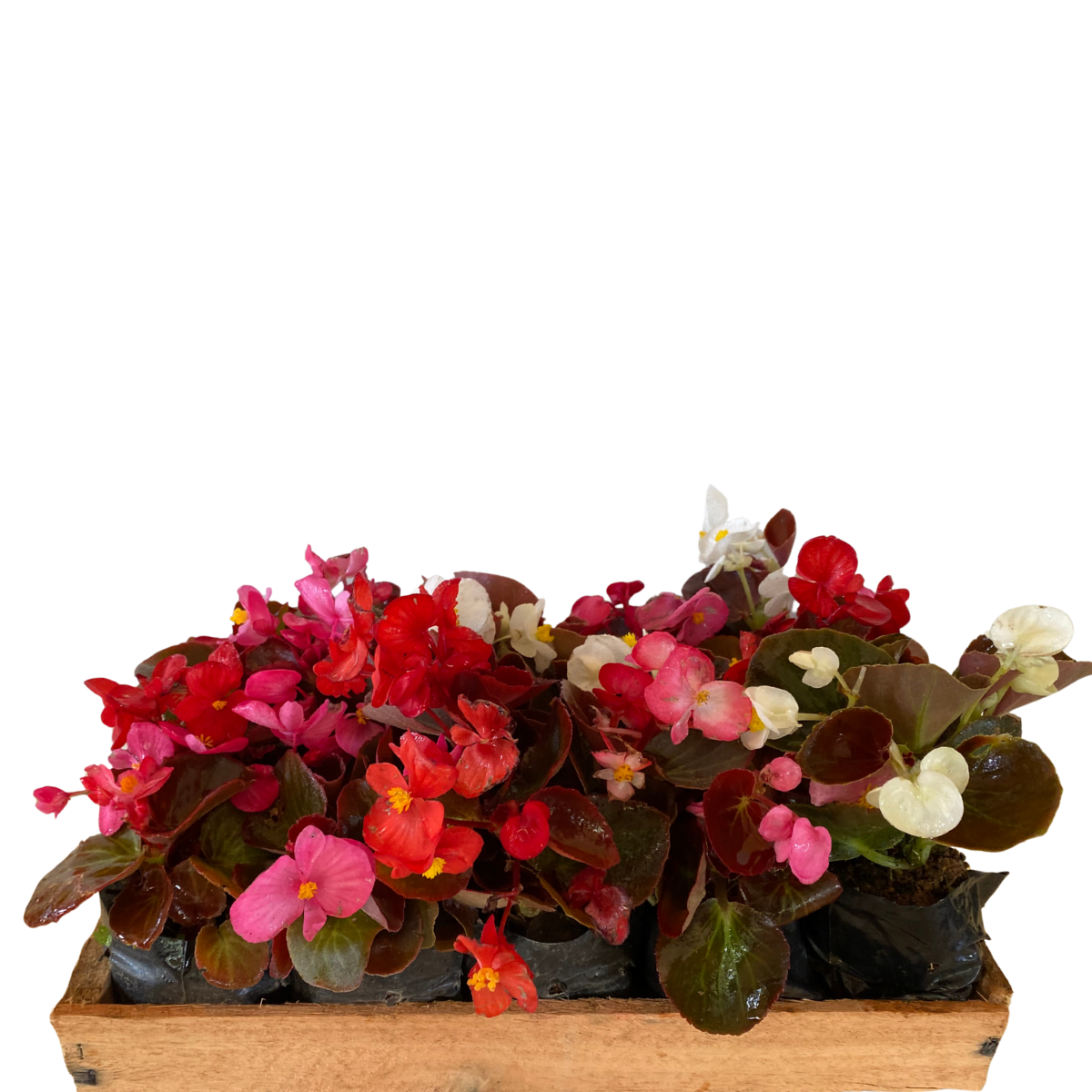 Begonia Cerosa - Folha Bronze - Cores Sortidas no Saquinho - Imagem 8