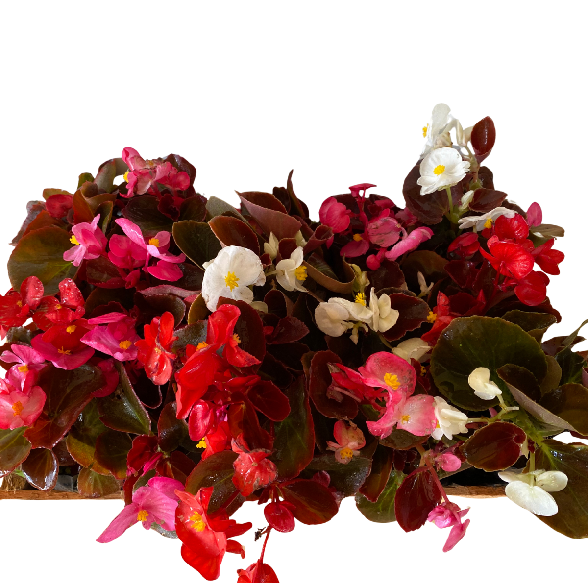 Begonia Cerosa - Folha Bronze - Cores Sortidas no Saquinho - Imagem 7