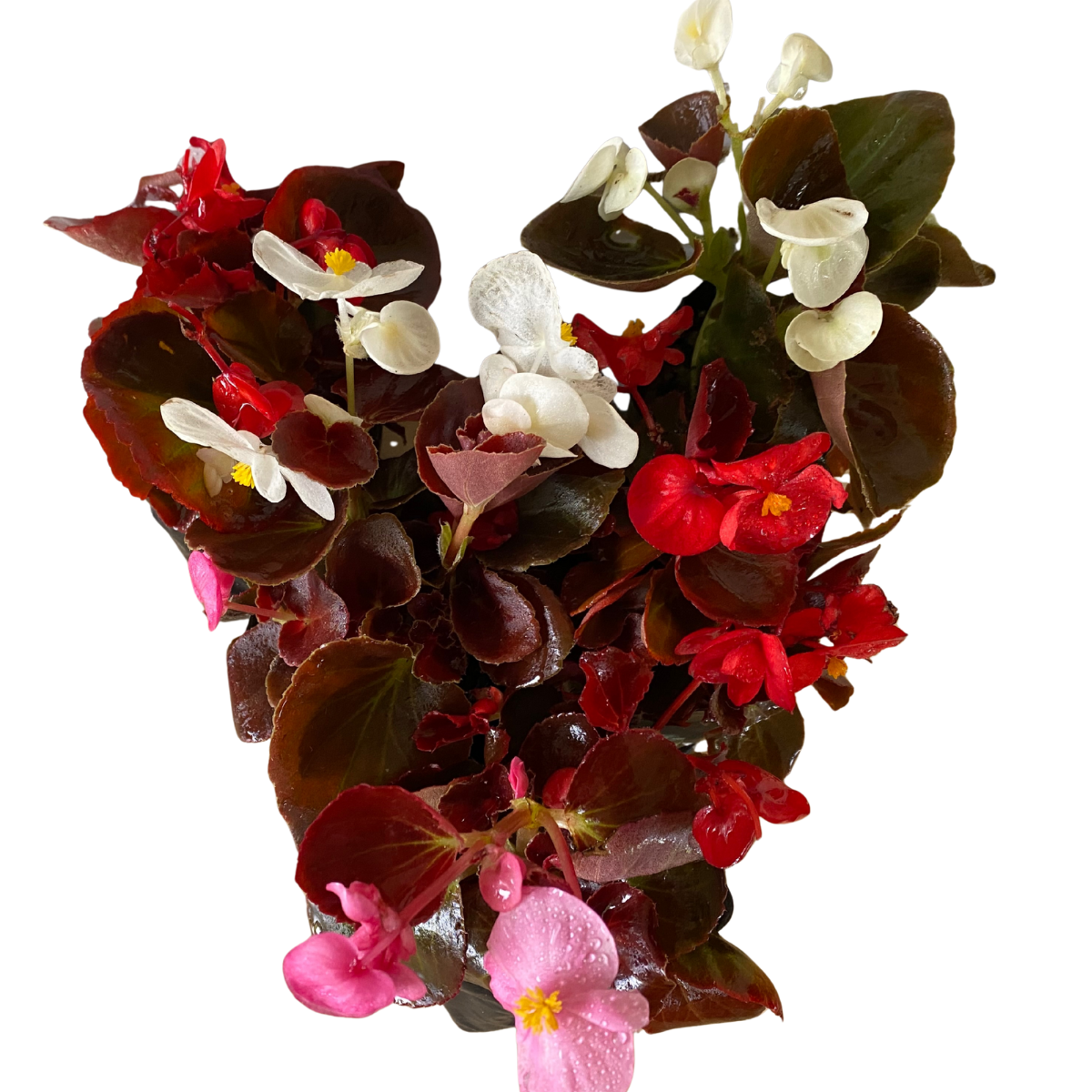 5 Mudas Begonia Cerosa - Folha Bronze - Cores Sortidas - Imagem 11