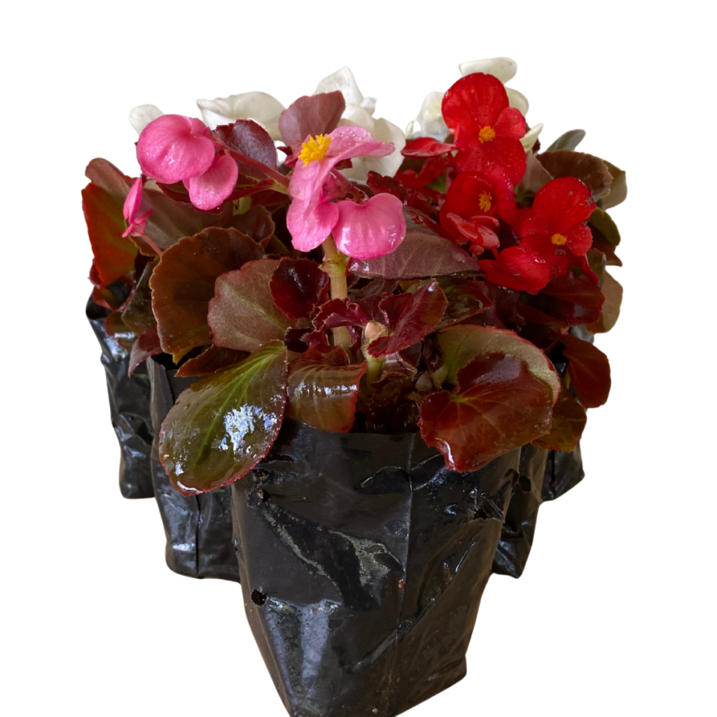 5 Mudas Begonia Cerosa - Folha Bronze - Cores Sortidas