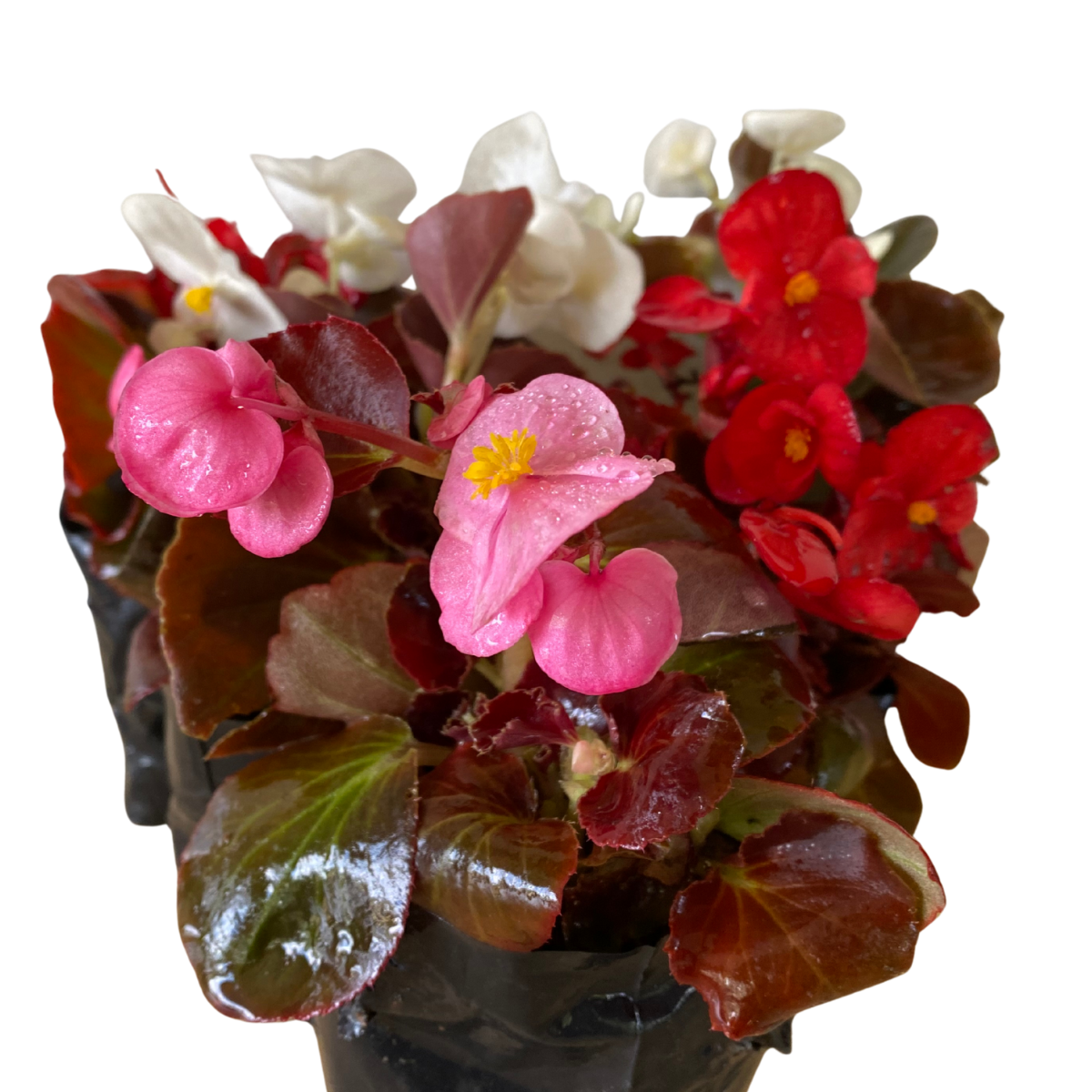 5 Mudas Begonia Cerosa - Folha Bronze - Cores Sortidas - Imagem 19