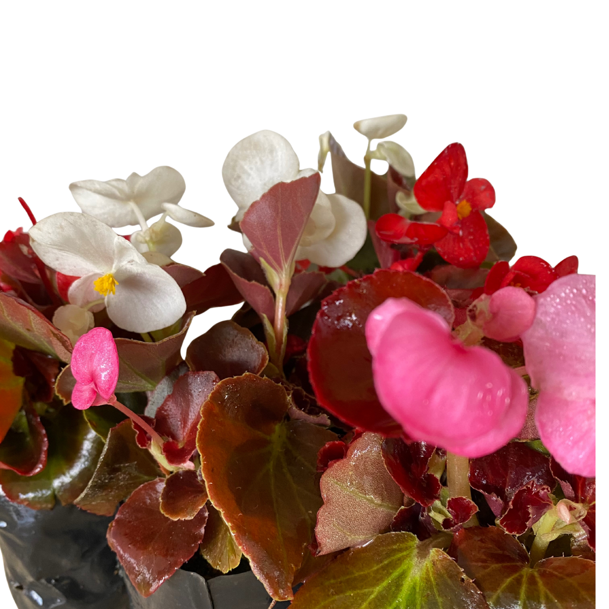 5 Mudas Begonia Cerosa - Folha Bronze - Cores Sortidas - Imagem 17