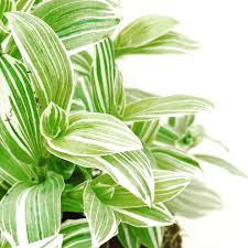 Lambari BRANCO - Tradescantia fluminensis CUIA 21