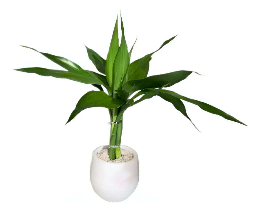 Bambu Da Sorte Babybool P11 No Vaso Autoirrigável (Prático)