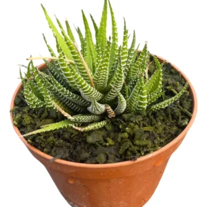 2 Suculentas Rabo De Largatixa Haworthia attenuata Pote 11