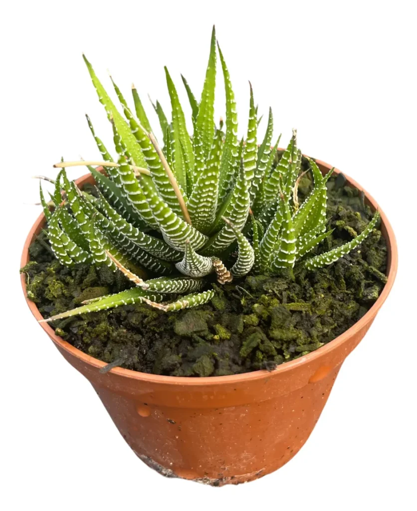 2 Suculentas Rabo De Largatixa Haworthia attenuata Pote 11