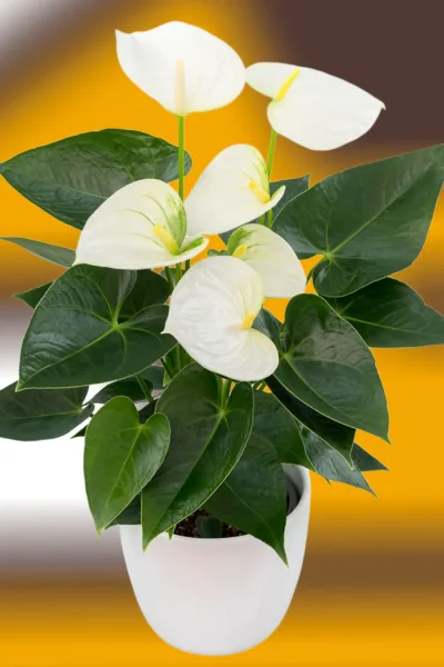 Anturio Branco Anthurium Sierra White Pote 17 - Imagem 2