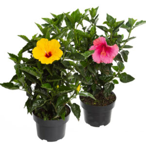 Hibisco Comum (Hibiscus rosa-sinensis) em Pote 17