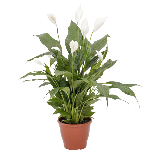 Lirio da Paz - Spathiphyllum Pico Cupido PT09 - Imagem 2