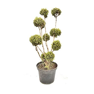 Buxinho Maluco (Buxus sempervirens) PT 24 1,5m