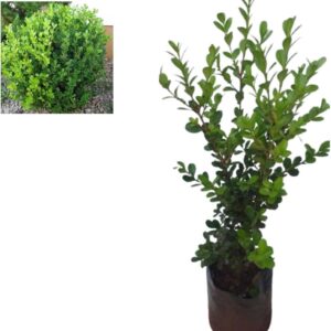 Buxinho Cerca Viva (Buxus sempervirens) PT 24 1m