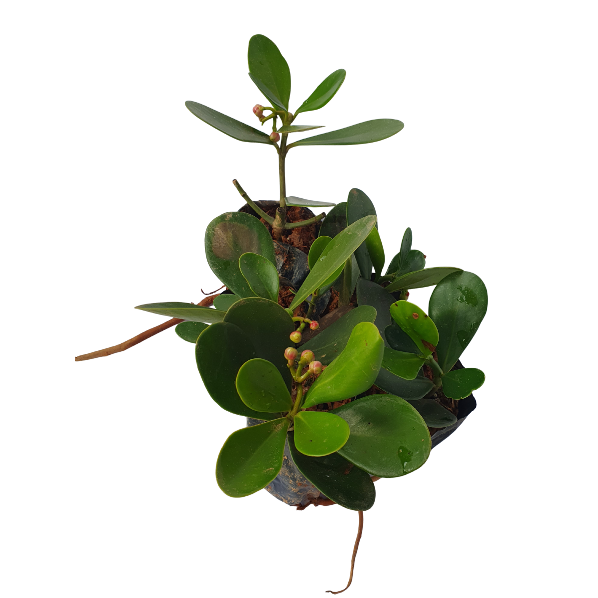 5 Mudas Clúsia Verde – Clusia fluminensis - no Saquinho - Imagem 2