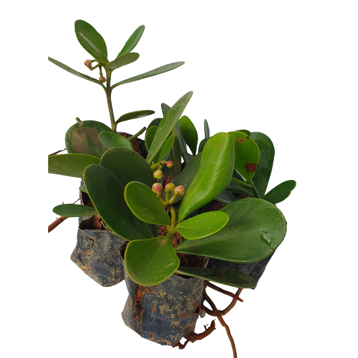 10 Mudas Clúsia Verde – Clusia fluminensis - no Saquinho - Imagem 3