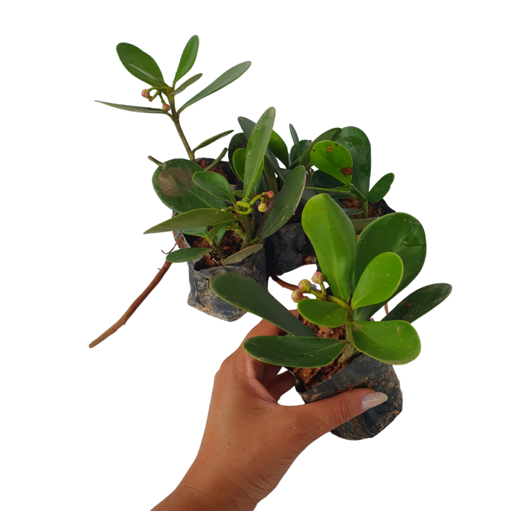 10 Mudas Clúsia Verde – Clusia fluminensis - no Saquinho