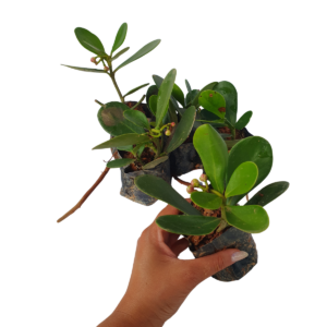 Clúsia Verde – Clusia fluminensis - Cerca Viva - no Saquinho