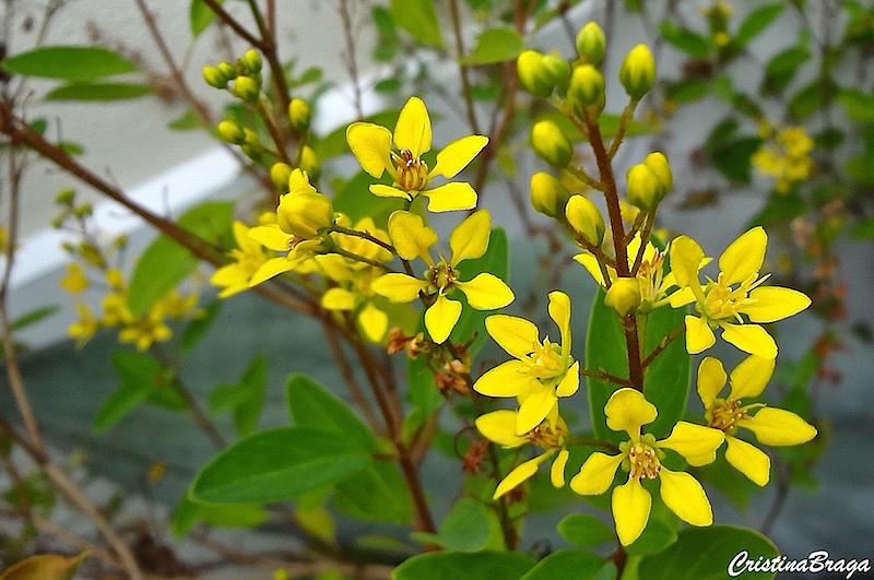 Triális Galphimia brasiliensis - Pote 21 - Imagem 2