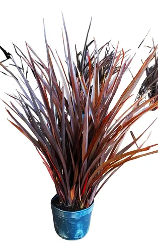Mini Formio Rubro (Phormium Tenax) P17
