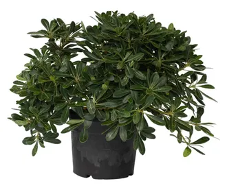 Mini Pitosporo Japonês - Pittosporum Tobira - Pote 21 - Imagem 5