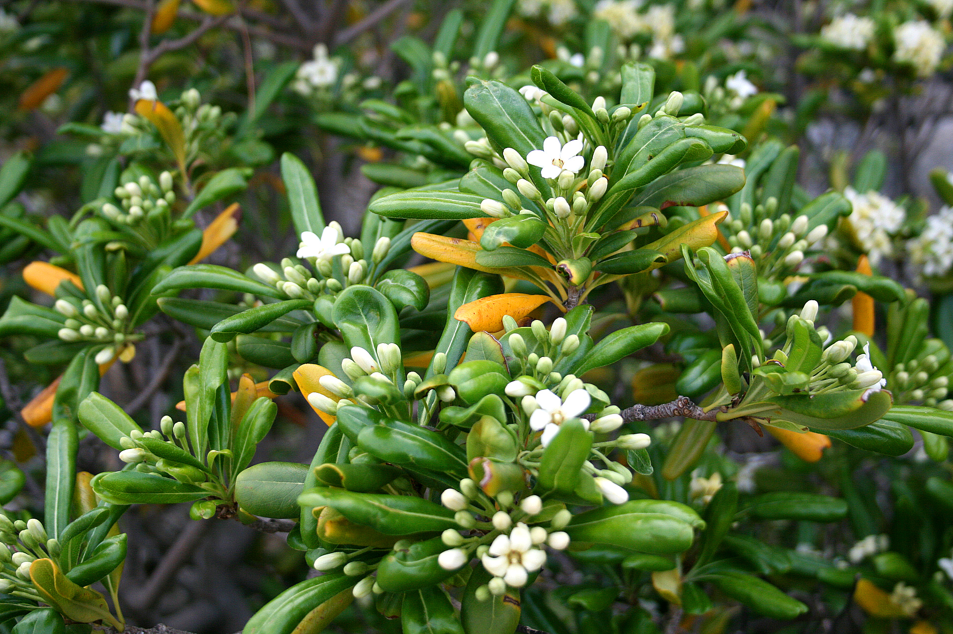 Mini Pitosporo Japonês - Pittosporum Tobira - Pote 21 - Imagem 6