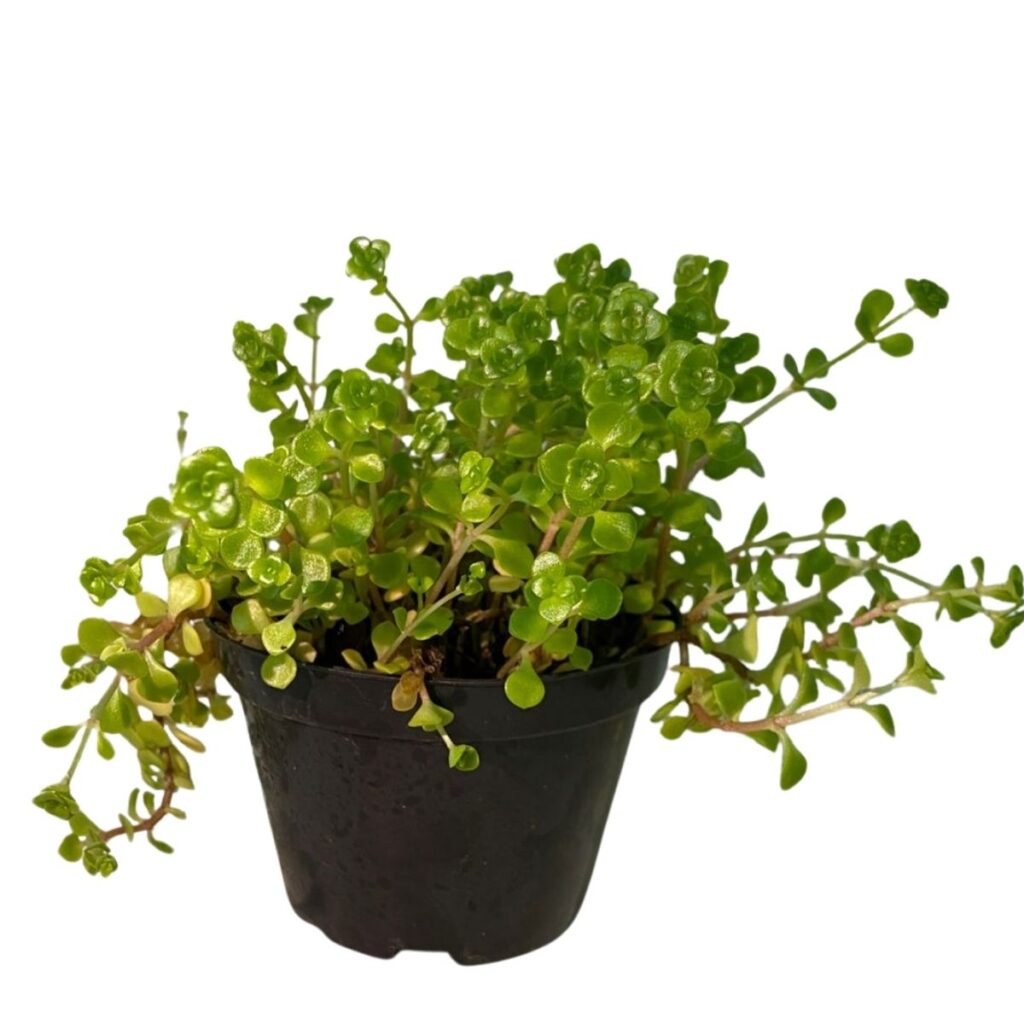 2 Mudas Suculenta Rasteira - Crassula spathulata Pote 11