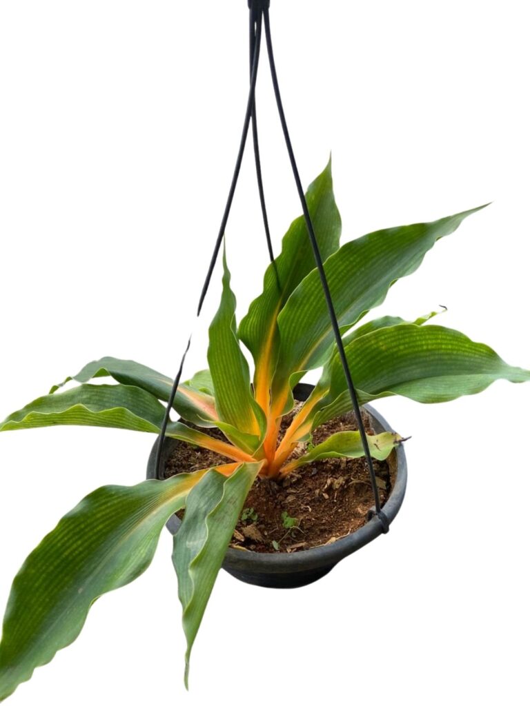 Lumina Laranja - Chlorophytum orchidastrum Cuia 21