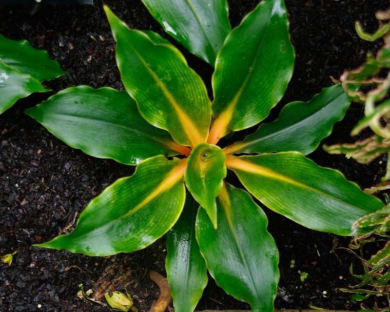Lumina Laranja - Chlorophytum orchidastrum Cuia 21 - Imagem 3