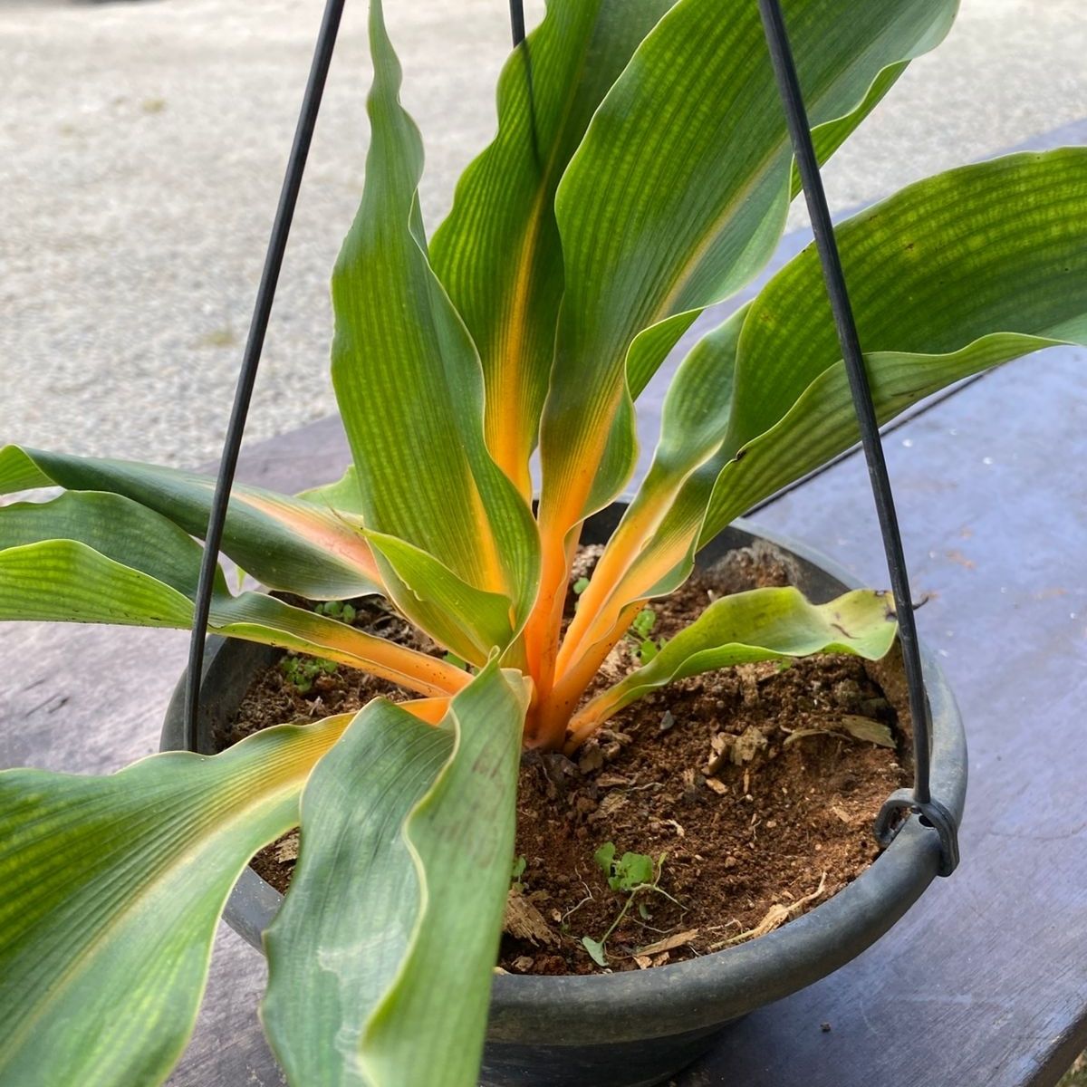 Lumina Laranja - Chlorophytum orchidastrum Cuia 21 - Imagem 2