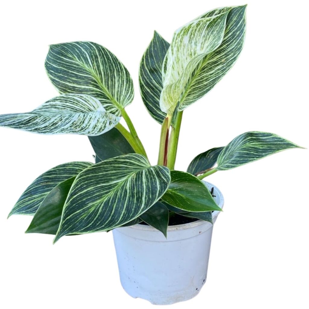 Filodendro - Philodendron Birkin PT15 Folhagem Exótica