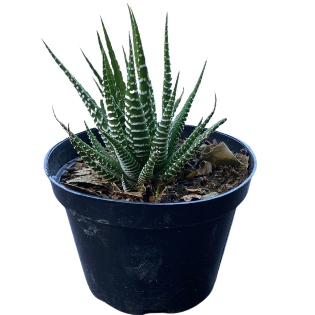 Suculenta Rabo De Largatixa Haworthia attenuata Pote 11