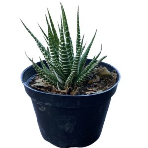 Suculenta Rabo De Largatixa Haworthia attenuata Pote 11