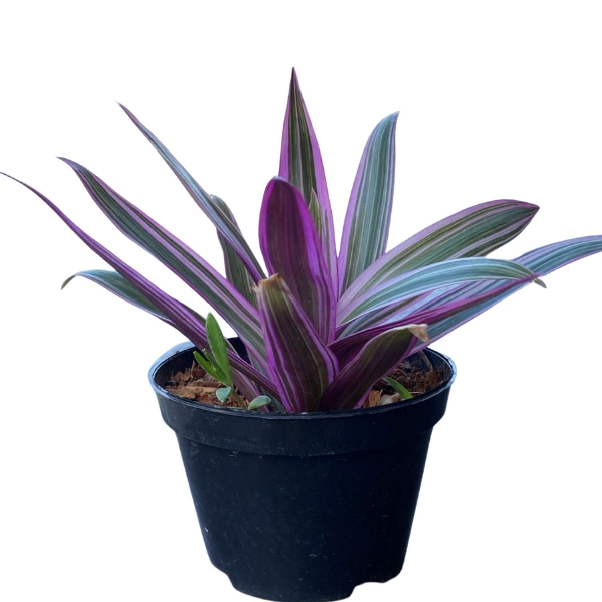 Abacaxi Roxo Variegata (Tradescantia spathacea) no Pote 11