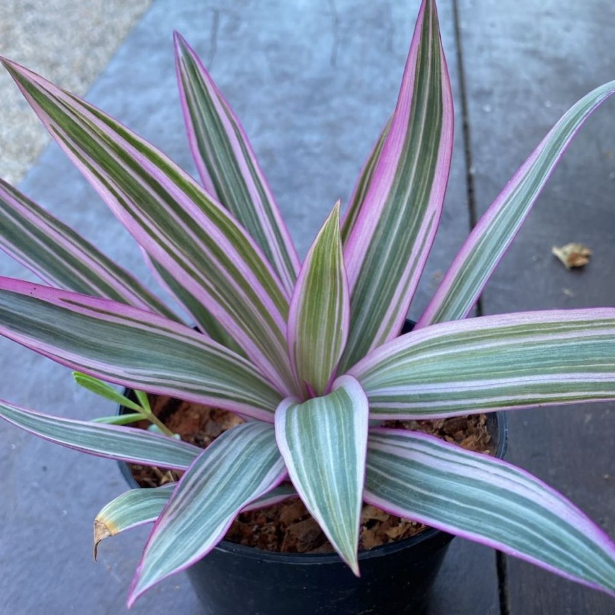 2 Mudas Abacaxi Roxo Variegata Tradescantia spathacea Pt 11 - Imagem 8
