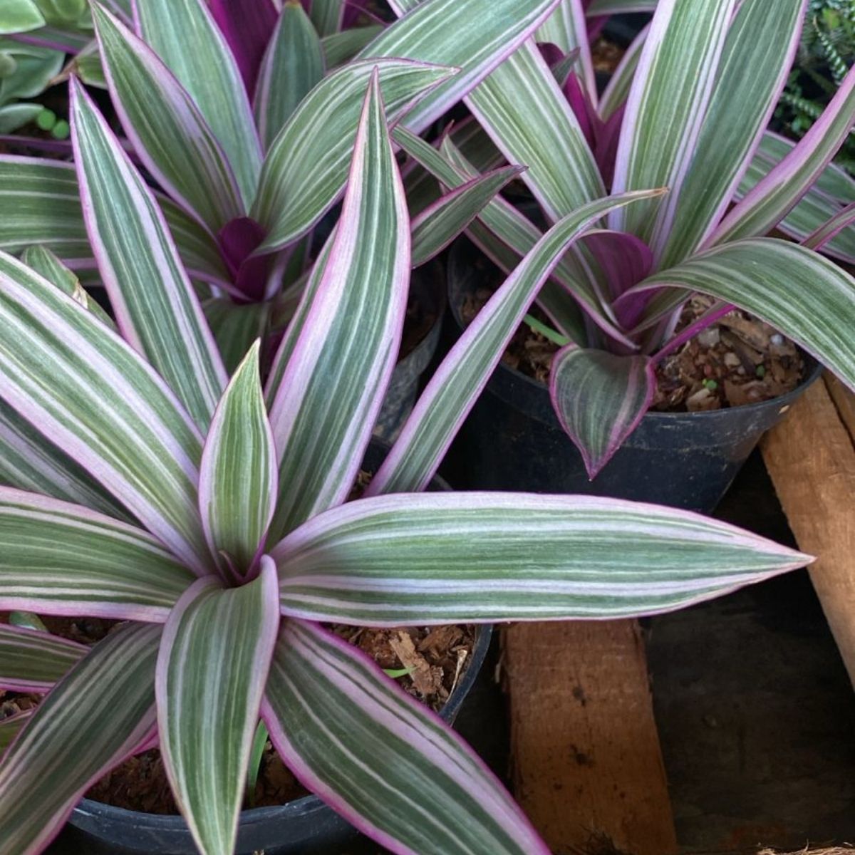 Abacaxi Roxo Variegata (Tradescantia spathacea) no Pote 11 - Imagem 3